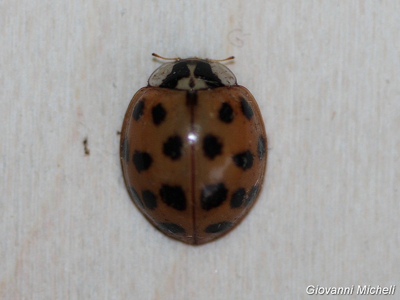 Coccinellidae: Oenopia conglobata